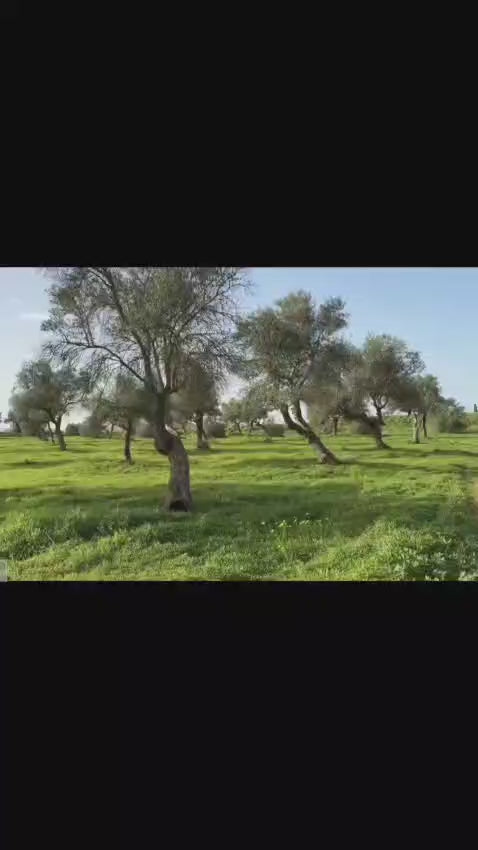 Cargar video: 